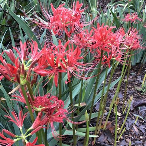 naked ladies plant|Naked Ladies Flowers: Growing, Care, And Uses 